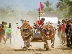 Aneka Cara Melestarikan Tradisi Makepung di Jembrana Aneka Cara Melestarikan Tradisi Makepung di Jembrana