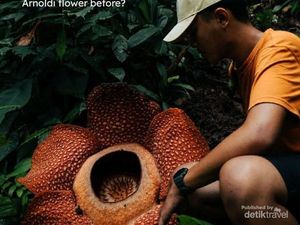 Rafflesia di Hadapan Kepunahan, Kesuksesan Konservasi RI Jadi Inspirasi Rafflesia di Hadapan Kepunahan, Kesuksesan Konservasi RI Jadi Inspirasi