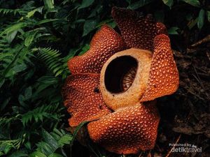 Mengenal Rafflesia Arnoldii, Bunga Berbau Khas Asal Bengkulu Mengenal Rafflesia Arnoldii, Bunga Berbau Khas Asal Bengkulu