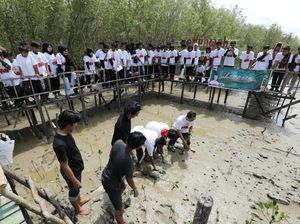 Relawan Ganjar Tanam 500 Bibit Mangrove di Mempawah