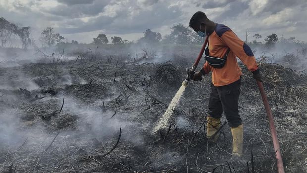 Petugas pemadam kebakaran melakukan proses pendinginan lahan gambut yang terbakar di Desa Natai Baru, Pangkalan Bun, Kotawaringin Barat, Kalimantan Tengah, Senin (2/1/2023). Berdasarkan data BPBD Kotawaringan Barat kebakaran hutan dan lahan (karhutla) di desa tersebut mencapai 20 hektare dengan tiga titik lokasi api dan sebanyak lima hektare lahan diantaranya berhasil dipadamkan oleh tim gabungan BPBD, Damkar, PMI serta para relawan. ANTARA FOTO/Ario Tanoto/mz/wsj.