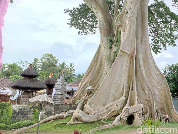Potret Magis Pohon Bayan Raksasa Bali