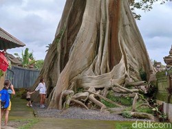 Magis Pohon Bayan Raksasa di Bali, Tempat Turis Bule Berpose Telanjang