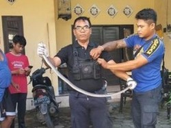 Teror Ular-Biawak di Awal Tahun, BPBD Denpasar Tangani 12 Kasus