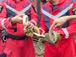 Ular Sanca 1 Meter Masuk Rumah Warga di Makassar, Damkar Evakuasi