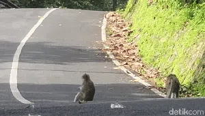 Awas! Gerombolan Monyet Halangi Pengendara di Cikidang-Palabuhanratu