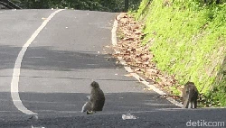 Awas! Gerombolan Monyet Halangi Pengendara di Cikidang-Palabuhanratu