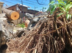 Hikayat Pohon Randu Raksasa yang Tumbang Tertiup Angin