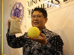 Inovasi Peneliti UGM, Ciptakan Buah Melon Seukuran Apel! Inovasi Peneliti UGM, Ciptakan Buah Melon Seukuran Apel!