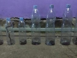 Hii! Puluhan Anakan Ular Kobra Teror Warga Sragen