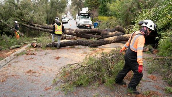 Badai Ekstrem di California Bikin Pohon-pohon Tumbang