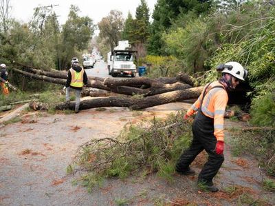 Badai Ekstrem di California Bikin Pohon-pohon Tumbang