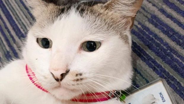 Enok Kucing Bank Mandiri