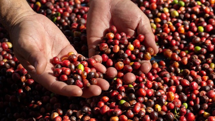 5 Fakta Biji Kopi Kintamani Bali yang Populer di Dunia