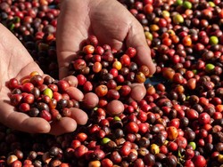 5 Fakta Biji Kopi Kintamani Bali yang Populer di Dunia