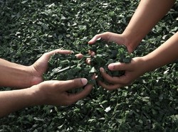 Hari Lingkungan Hidup Indonesia 10 Januari dan Cara Memperingatinya