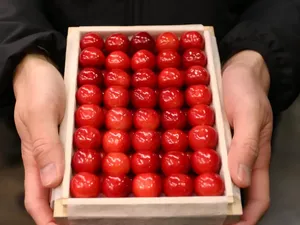 Ini Sato Nishiki, Buah Ceri yang Laku Dilelang Rp 153 Juta Sekotak