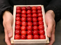 Ini Sato Nishiki, Buah Ceri yang Laku Dilelang Rp 153 Juta Sekotak