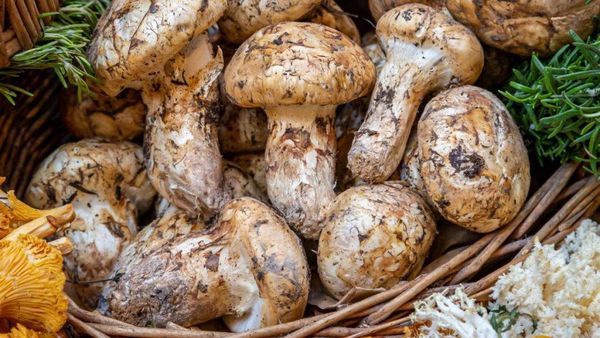 10 Jamur Termahal di Dunia, Harganya Ada yang Rp 60 Juta!