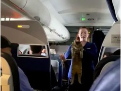 Pengumuman Pesawat Paling Unik, Pramugari: Permisi, Ini Kucing Siapa?