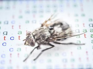 9 Nama Kumbang Mirip Seleb, Hitler sampai Arnold Schwarzenegger