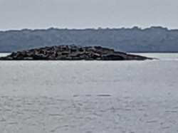 BMKG Jelaskan soal Pulau Muncul di Tanimbar Maluku Usai Gempa M 7,5