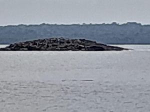 Warga Mengungsi Akibat Muncul Pulau di Tanimbar Usai Gempa M 7,5 Warga Mengungsi Akibat Muncul Pulau di Tanimbar Usai Gempa M 7,5