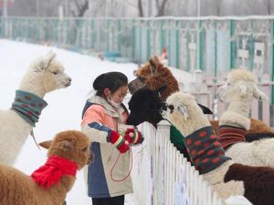 Serunya Main Bersama Alpaca yang Gemesin Banget