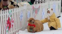 Fakta Alpaca, Hewan Gemas yang Meludah untuk Tunjukan Rasa Suka