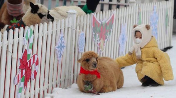 Fakta Alpaca, Hewan Gemas yang Meludah untuk Tunjukan Rasa Suka Fakta Alpaca, Hewan Gemas yang Meludah untuk Tunjukan Rasa Suka