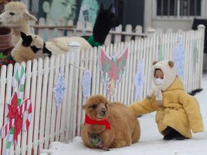 Fakta Alpaca, Hewan Gemas yang Meludah untuk Tunjukan Rasa Suka