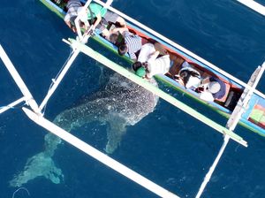 Hari Hiu Paus Internasional 30 Agustus: Sejarah, Ucapan, Twibbon Hari Hiu Paus Internasional 30 Agustus: Sejarah, Ucapan, Twibbon