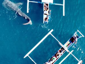 Hiu Paus Semakin Banyak di Perairan Papua!