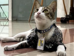 Gemoy... Kucing-kucing Ini Jadi Pegawai Kementerian hingga Kantor Pajak