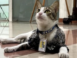 Gemoy... Kucing-kucing Ini Jadi Pegawai Kementerian hingga Kantor Pajak