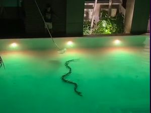 Nginap di Hotel, Turis Ini Panik Dapat Pertunjukan Ular Gratis