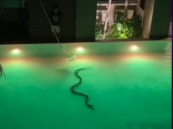 Nginap di Hotel, Turis Ini Panik Dapat Pertunjukan Ular Gratis