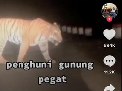 Viral Video Harimau Melintas di Gunung Pegat Wonogiri, Kominfo: Hoax!