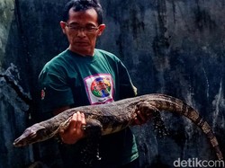 Hiii! Biawak Jumbo Ditemukan di Gudang Rumah Warga Klaten