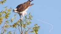 Foto Kegagalan Memotret Burung, Urung Kesal Malah Bikin Ketawa