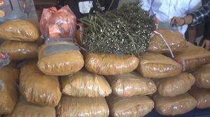 Penampakan 36 Kg Ganja yang Ditemukan di Perpustakaan SD di Sumbar