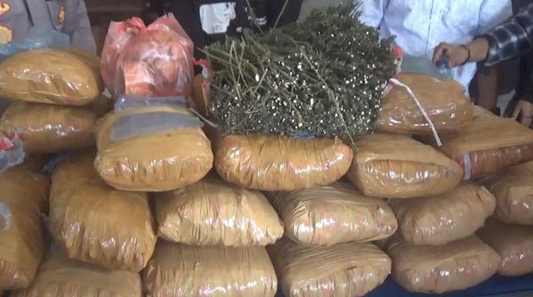 Penampakan 36 Kg Ganja yang Ditemukan di Perpustakaan SD di Sumbar