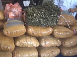 Heboh Ada 36 Kg Ganja di Perpustakaan SD Sumbar, Ternyata Ulah Penjaga