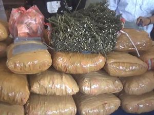 Heboh Ada 36 Kg Ganja di Perpustakaan SD Sumbar, Ternyata Ulah Penjaga Heboh Ada 36 Kg Ganja di Perpustakaan SD Sumbar, Ternyata Ulah Penjaga
