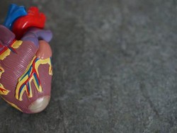 Miokardium Adalah Lapisan Otot Jantung, Apa Fungsinya?