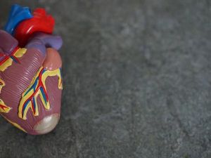Berapa Banyak Katup yang Dimiliki Jantung Manusia? Ini Penjelasan dan Fungsinya Berapa Banyak Katup yang Dimiliki Jantung Manusia? Ini Penjelasan dan Fungsinya