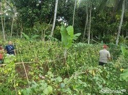 Tanam Ganja di Sela Tanaman Sayur,  Petani di Lampung Diciduk