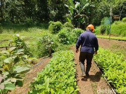 BUMN Ini Genjot Bisnis Biomassa dan NBS