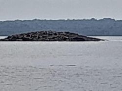 Titik Terang Kemunculan Pulau Baru Usai Gempa M 7,5 Maluku