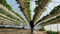 Petani Palestina Budi Daya Stroberi dengan Batu Bara